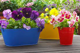 For best results, violas should be grown either in full sun or light or violas and pansies are easy to grow from seed. How To Grow Violets In Containers Gardener S Path