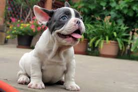 Healthy akc registerd male and female blue french bulldog puppies for sale.for more info and pics please just text me only using the 503. Blue Pied Color Frenchies Tomkings Kennel
