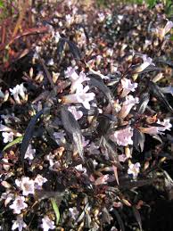 Image result for Strobilanthes anisophylla