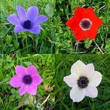 Anemone Coronaria Anemone Flower Anemone Artificial Flowers Decor