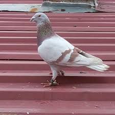 219 Moy Aresei 0 Sxolia Guvercin Sevdalilari Guvercin 1ask Sto Instagram Sampiyon Masallah Alintidir Pigeon Pigeonlove Posta K In 2020 Doves Pigeon Animals
