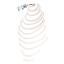 In vertebrates (fishes, amphibians, reptiles, birds, and mammals), the thorax is the chest, with the chest being that part of the body between the neck and the abdomen. Amazon Com 3b Scientific A69 2 12 Ribs Of One Side 3b Smart Anatomy Industrial Scientific