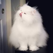 smmbox instrumenty dlya smm persidskie kotyata pushistyj kot persidskie koshki