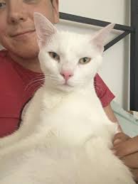 Missing pets after fire in Port Huron, Michigan