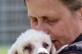 Neues Tier-Drama: 22 Pudel aus Haus geborgen