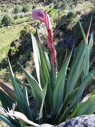 Image result for Beschorneria yuccoides