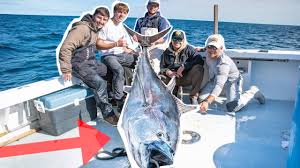 The average size of a tuna fish depends upon the species of the tuna fish. Catching Worlds Most Expensive Fish Catch And Sell 400 Pound Blue Fin Tuna Youtube
