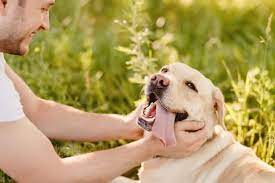 Do Labradors Protect Their Owners 2021 Update