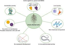 Image result for Uvaria leptocladon