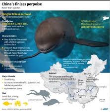 Check spelling or type a new query. Smiling At Danger China S Finless Porpoise Fights To Survive