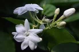 Di artikel ini kami berikan 60 nama yang bisa. Fakta Bunga Melati Serta Ragam Jenis Dan Manfaatnya