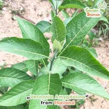 Image result for Vernonia amygdalina