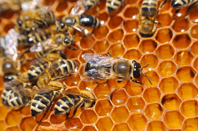 Where Did Our Honey Bees Go To? | Springfield Museums