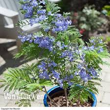 Jacaranda mimosifolia (blue jacaranda) seeds. Bonsai Jacaranda Artofit