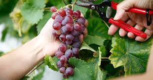 Wie sie nicht nur die schmückenden eigenschaften von weinreben. Weintrauben 5 Tricks Fur Grosse Susse Beeren Mein Schoner Garten
