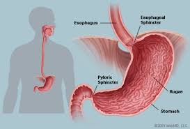 It is the most complete reference of human anatomy available on web, ipad, iphone and android devices. The Stomach Human Anatomy Picture Function Definition Conditions And More