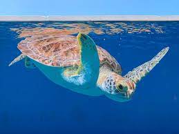 52 Places To Love In 2021 In 2021 San Nicolas Places To Visit Places To Travel