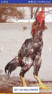 We would like to show you a description here but the site won't allow us. Asil Wallpaper Aseel Murga Wallpaper Chicken Walls For Android Apk Download