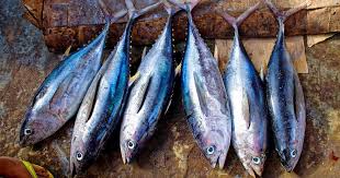 Ikan dengan daging berwarna putih kehitaman ini kerap juga disebut sebagai ikan tuna kecil. Aneka Olahan Ikan Tongkol Yang Lezat Dan Bernilai Jual Tinggi