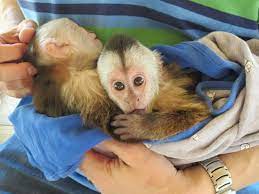 We did not find results for: Baby Capuchin Monkeys Bild Von Zoological Wildlife Foundation Miami Tripadvisor