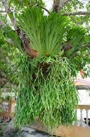 What is a staghorn fern? Staghorn Ferns And Cold What Is The Cold Hardiness Of A Staghorn Fern