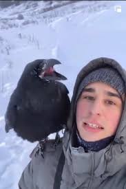 The training of this raven