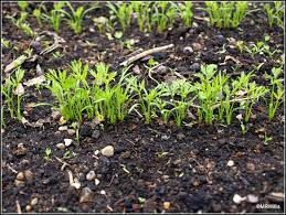 We did not find results for: Mark S Veg Plot Thinning Carrots