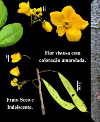 Image result for Chamaecrista wittei