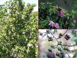 Image result for Grewia afra