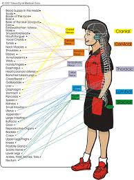 Chiropractor In Lexington The Nervous System In Lexington