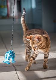 Maybe you would like to learn more about one of these? 7 Diy Cat Food Puzzle Toys That Will Keep Your Kitty S Brain Active Cattime Diy Cat Food Cat Food Cats
