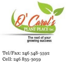 Maybe you would like to learn more about one of these? O Carol S Plant Place Inc Home Facebook