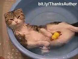 Cute Crazy Funny Cats In Water Unbelievable Funny Cats In Water Cats Funny Animal Videos
