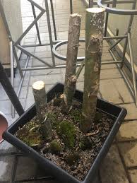 However, this is a smaller clone preferred by the. Experiment With Large Weeping Willow Cuttings Bonsai