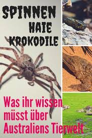 Jun 17, 2021 · spinnenplage wird zur gefahr für die menschen. Spinnen Haie Und Krokodile In Australien Was Ihr Wissen Musst Reiseblog Mini Globetrotter Australien Reise Australien Australien Urlaub