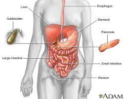 Digestive System Information