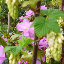 Great walks nearby with good access to both glasson dock and lancaster. Ashton Hall Garden Centre Home Facebook