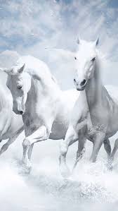 Over 40,000+ cool wallpapers to choose from. 7 Horse Black Hd Wallpaper