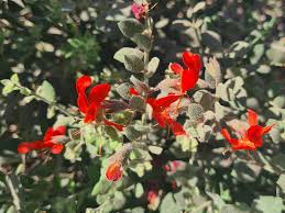 Image result for Kalaharia uncinata