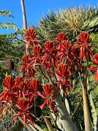 Image result for Aloe veseyi