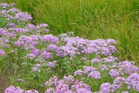 Image result for Plicosepalus sagittifolius