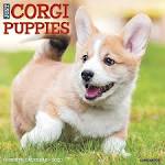 55 Corgi Facts That Make Them The Best Pets | Best Life