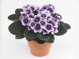 Image result for Saintpauliopsis