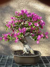 Tucson Bonsai Society Shows Workshops Flowering Bonsai Tree Bonsai Tree Bonsai Garden