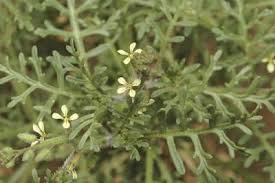 Image result for Carrichtera annua