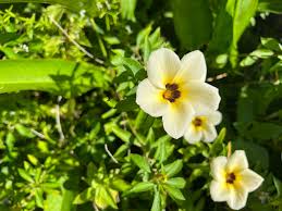 Image result for Synaptolepis alternifolia