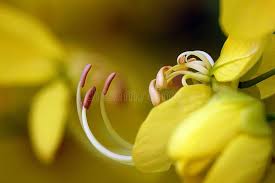 Image result for Cassia sieberiana