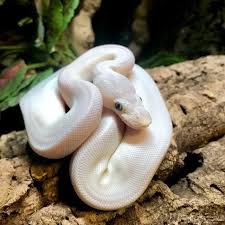 The Enigmatic Beauty of White Snakes: Albino Wonders and Symbolic Tales | by Smith | Medium