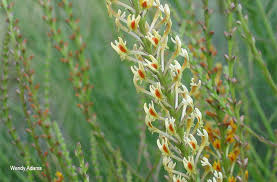 Image result for Hebenstretia angolensis