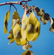 Image result for Xeroderris stuhlmannii